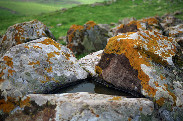 rockpool & lichen