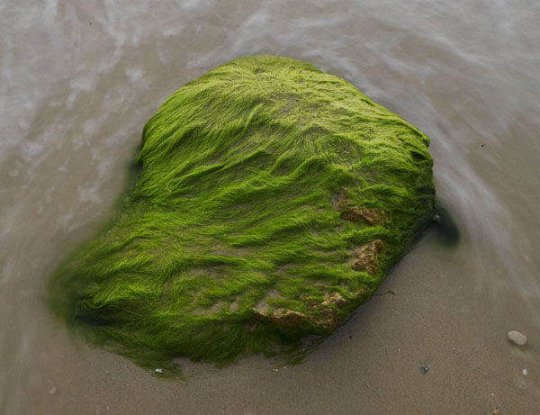 Green rock, Herzlia 2005