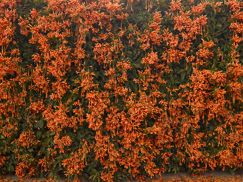 Orange flowers, Kfar Saba - 2010