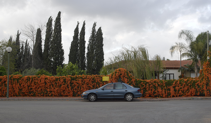 Orange flowers and car, Kfar Saba - 2010