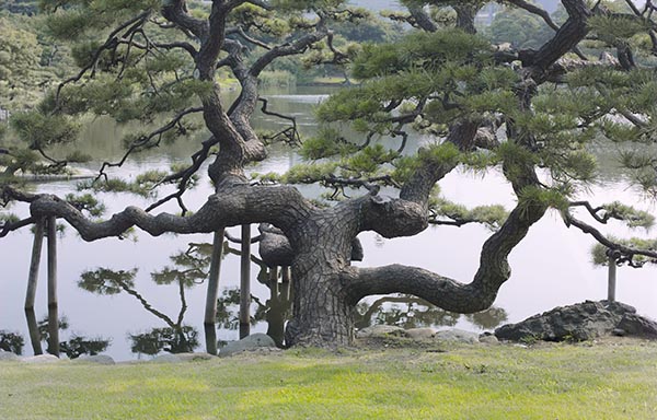 Tree at Hamarikyu - Tokyo, 2002