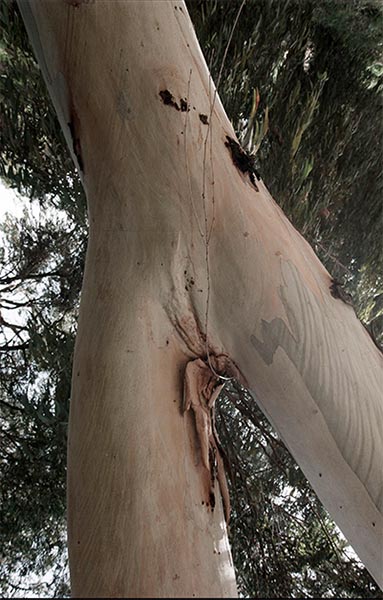 Eucalyptus tree